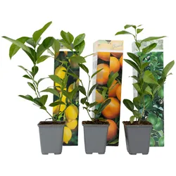 Plant in a Box Citrus Mischung - Zitronenbaum, Orangenbaum, Limettenbaum Höhe 25-40cm
