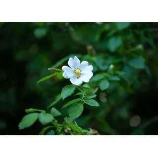 Pflanzen Für Dich Rosa multiflora Vielblütige Rose 40–60 cm