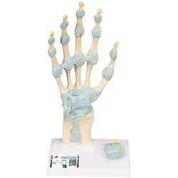 Modell des Handskeletts mit Bändern & Karpaltunnel - 3B Smart Anatomy