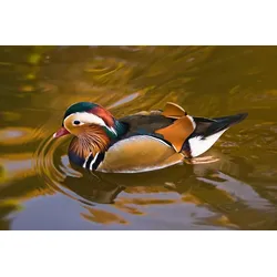 Fototapete PAPERMOON "Ente", bunt, B:5,00m L:2,80m, Vlies, Tapeten