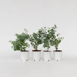 Plant in a Box - Eukalyptus - 4 Stk - Eucalyptus 'Pulverulenta' - Höhe 25-40cm - Topf 12cm