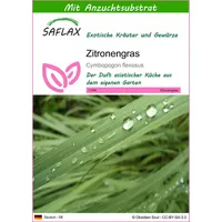 SAFLAX - Kräuter - Zitronengras - 50 Samen -