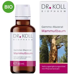Gemmo Mazerat Mammutbaum Doktor koll Sequoia Gigantea