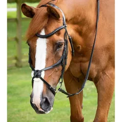 Trense Reithalfter mit gekreuztem Reithalfter Premier Equine Glorioso COB