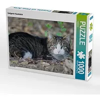 Calvendo Getigerte Hauskatze 1000 Teile Puzzle quer