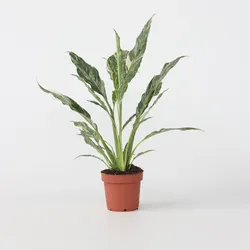 Plant in a Box - Friedenslilie - Einblatt - Spathiphyllum 'Diamond' - Höhe 40-50cm - Topf 12cm