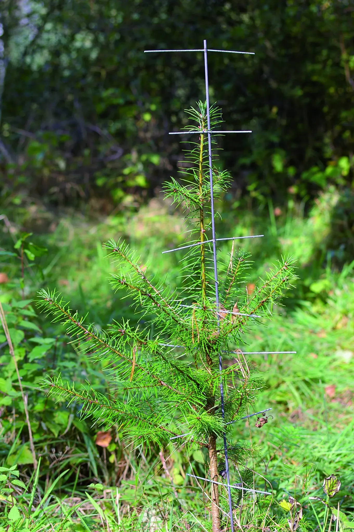 Stachelbaum