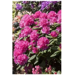 Rhododendron Hybr. 'Catharine van Tol', immergrün, rosa Blüten, 40–50 cm