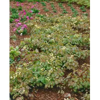 Pflanzen Für Dich Epimedium x warleyense, Elfenblume ca. 9x9