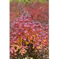 Pflanzen Für Dich Spiraea betulifolia 'Tor', Birkenblättrige Spiere, weiß,