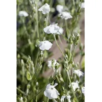 Pflanzen Für Dich Lychnis coronaria Alba Weißes Leimkraut ca.