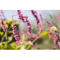Pflanzen Für Dich Bistorta affinis, Teppich-Knöterich, rosa Blüten, ca.
