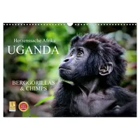 Calvendo UGANDA - Berggorillas & Chimps (Wandkalender 2026 DIN
