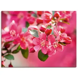 Leinwandbild ARTLAND "Holzapfelblüte 1", pink (farbe bild(er): pink), B:80cm H:60cm T:1,8cm, Canvas, Leinwand, Bilder, auf Keilrahmen gespannt