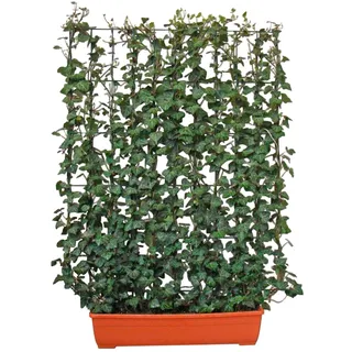 Hecke Am Laufenden Meter für den Balkon 130 cm hoch 100 cm breit Hedera