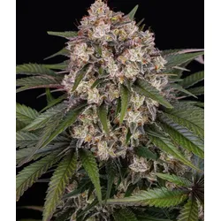 Barneys Farm OG Kush Auto Fem 3St.