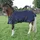 Waldhausen Shetty-Regendecke 70 cm Blau