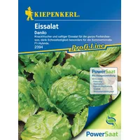 Kiepenkerl Eissalat Danilo (Lactuca sativa)