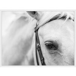 ANY IMAGE Digitaldruck »Pferd«, Rahmen: Buchenholz, weiß - weiss