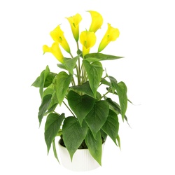 Kunstblume I.GE.A. "Calla" Kunstpflanzen Gr. B/H/L: 28 cm x 45 cm x 28 cm, 1 St., gelb Kunst-Blumen Im Topf aus Keramik Kunstpflanze Künstliche Blumen Seidenblumen