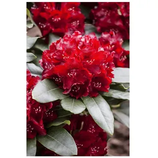 Pflanzen Für Dich Rhododendron Hybr. 'Cherry Kiss', Rhododendron, rot, 30–40 cm