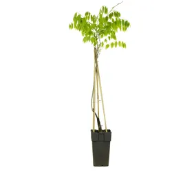 Chinesischer Blauregen weiß - Höhe ca. 50 cm, Topf-Ø 14 cm - Wisteria sinensis 'Alba'
