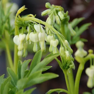 Tränendes Herz Alba - Dicentra Spectabilis - Pflanze winterhart mit herzförmiger Blüte -Herzblume im Topf von Garten Schlüter