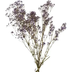 Decoris Schleierkraut 50cm Trockenblumenstrauß Trockenpflanzen getrockneter Gypsophila