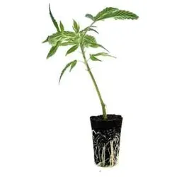 OG Kush Hanfsteckling