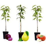 Plant in a Box - - 3 Stk - Apfel, Birne - Höhe 60-70cm