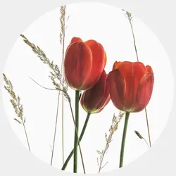 K&L Wall Art Vliestapete »Runde Vliestapete«, Kadam Rote Tulpene, mehrfarbig, matt - bunt