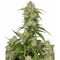 Sour Jealousy Auto | Autoflowering Hanfsamen von Fast Buds | 3 Hanfsamen