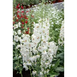 PlantaPro Verbascum phoeniceum 'Flush of White' 9x9 cm Topf – Winterhart, Mehrjährig, Pflegeleicht – Purpur-Königskerze – Staude für Beet & Rabatte