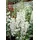 PlantaPro Verbascum phoeniceum 'Flush of White' 9x9 cm Topf – Winterhart, Mehrjährig, Pflegeleicht – Purpur-Königskerze – Staude für Beet & Rabatte