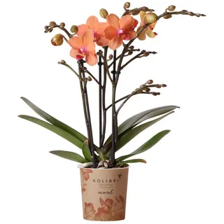 Kolibri Orchids | Orange Phalaenopsis Orchidee Mineral Bolzano Topfgröße Ø9cm | blühende Topfpflanze - frisch vom Züchter