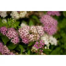 Pflanzen Für Dich Spiraea japonica Shirobana Japanische Spiere Mehrfarbig 15–20 cm