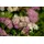 Pflanzen Für Dich Spiraea japonica Shirobana Japanische Spiere Mehrfarbig 15–20 cm