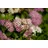 Pflanzen Für Dich Spiraea japonica Shirobana Japanische Spiere Mehrfarbig 15–20 cm