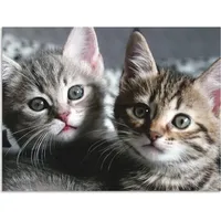 ARTland Artland, Bilder, Katze T5TN (60 x 45 cm)