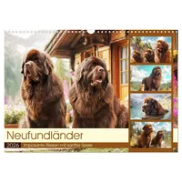 Calvendo Neufundländer. Imposante Riesen mit sanfter Seele (Wandkalender 2026