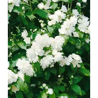 Pflanzen Für Dich Philadelphus 'Schneesturm', Duftjasmin, weiß, 40–60 cm