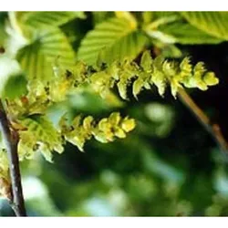 Bachblüten Original Hornbeam 20 ml