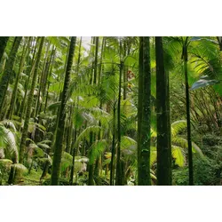 Fototapete PAPERMOON "TROPISCHER WALD-BAUM DSCHUNGEL SONNE WEG PFLANZE FARNE", bunt, B:4,00m L:2,60m, Vlies, Tapeten