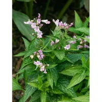 Pflanzen Für Dich Nepeta subsessilis, Katzenminze, ca. 9x9 cm