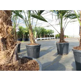 grünwaren Trachycarpus fortunei 140 - 170 cm Palme Hanfpalme, winterhart bis -18°C