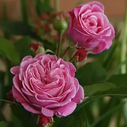 KORDES ROSEN Beetrose, Rosa »Rosengräfin Marie Henriette®«, Blüte: rosa, gefüllt