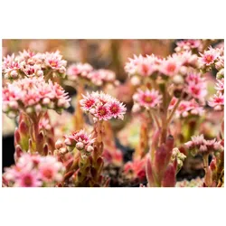 Sempervivum x cult.'Silver Thaw', Hauswurz, silbrig, ca. 9x9 cm Topf
