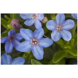 Lithodora diffusa 'Heavenly Blue', Himmelsblau, ca. 9x9 cm Topf