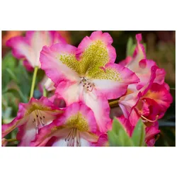 Rhododendron viscosum 'Quiet Thoughts', Sumpf-Rhododendron, 30–40 cm