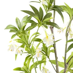 CREATIV green künstliche Pflanze Elaeocarpus Baum ca 180cm